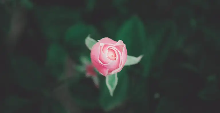 Den yndigste rose er funden